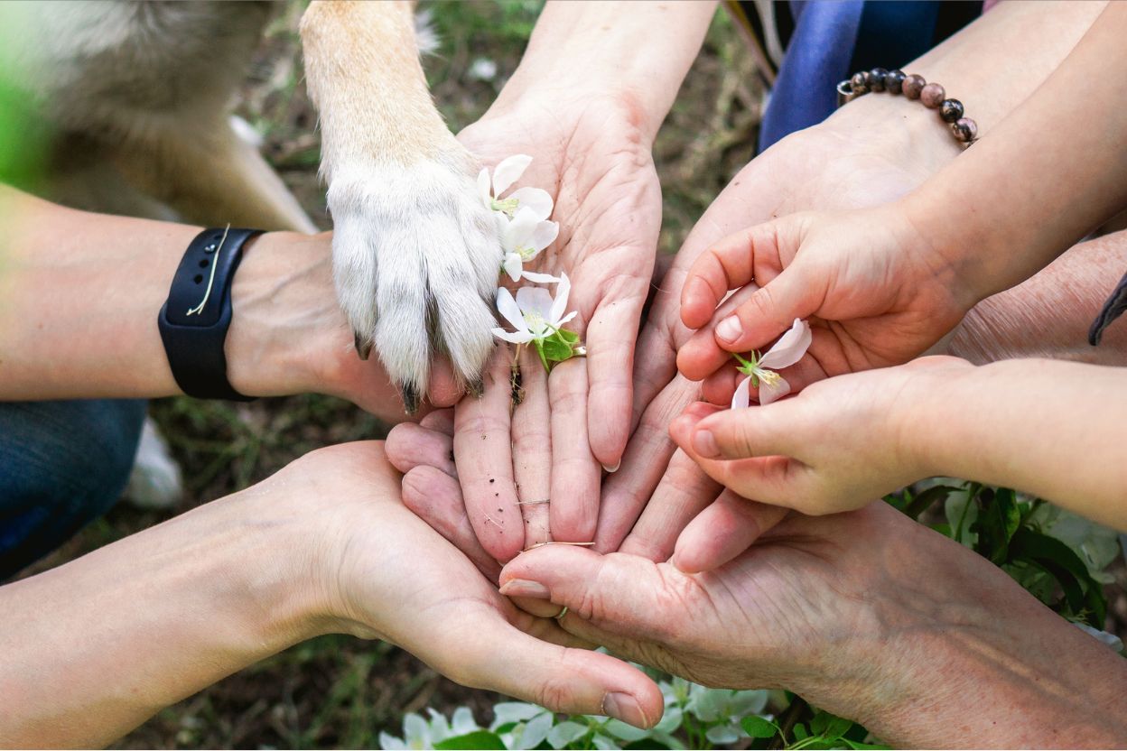 Gestió d’animals i contractació pública, què diu la normativa?