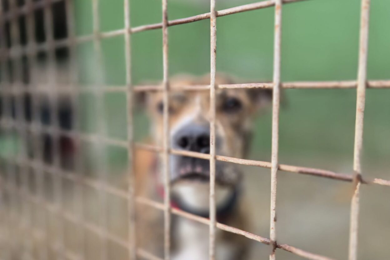 L’eficiència en el benestar animal: Per què la gestió de proximitat estalvia diners i vides