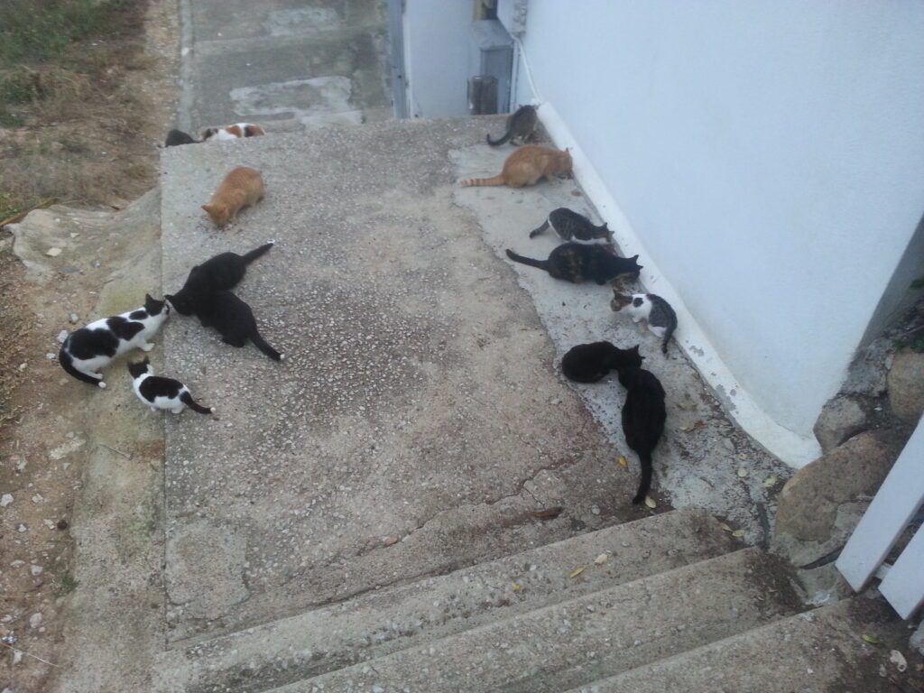 Una de las primeras colonias felinas que gestioné. Hoy, la gestión de los gatos comunitarios ya cuenta con un marco jurídico específico.