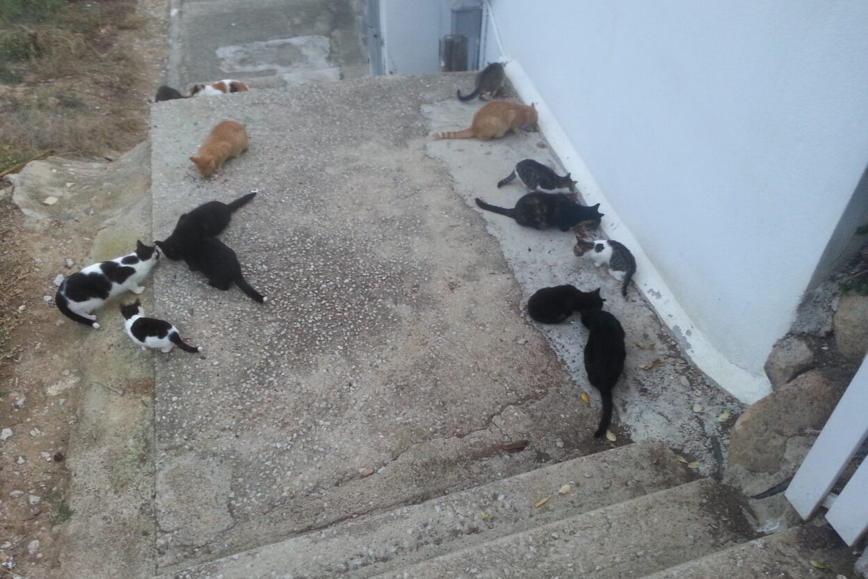 Gatos comunitarios: la ley existe. Ahora toca cumplirla