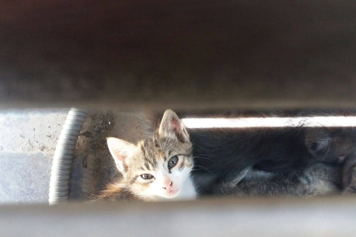 Els ajuntaments han de protegir les colònies felines també en terreny privat